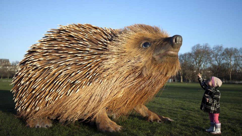 hedgehog